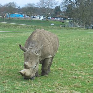Woburn Safari Park 2009-2010