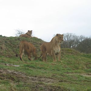 Woburn Safari Park 2009-2010