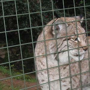 Woburn Safari Park 2009-2010