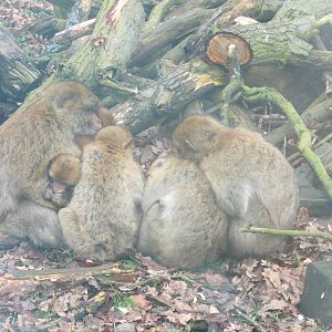 Woburn Safari Park 2009-2010