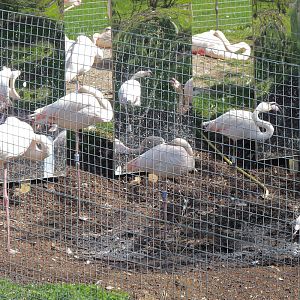 Greater Flamingoes and Mirrors