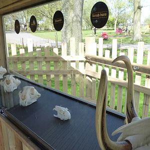 Savannah Tracks - Skull Display