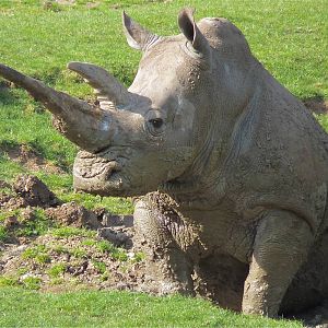 Sula after a Mudbath