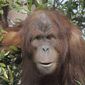 Sumatran orang utan