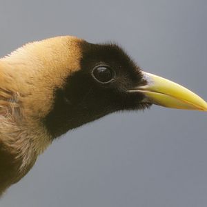Red bird of paradise female.