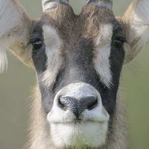 Roan antelope