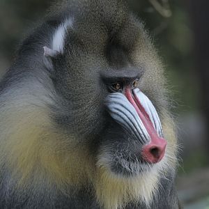 Mandrill male, JC