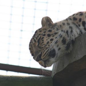 Sayan Amur Leopard