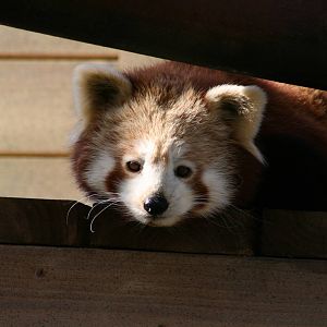 Red Panda