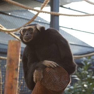 Laé Pileated gibbon
