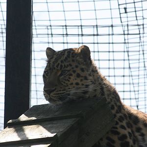 Sayan Amur Leopard