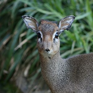 Dik Dik