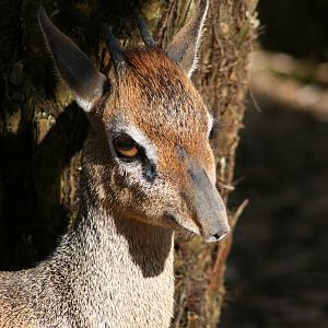 Dik Dik