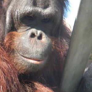 Ramon the male Bornean Orangutan at Blackpool Zoo 10th April 2011