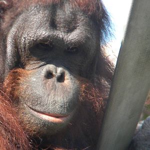 Ramon the male Bornean Orangutan at Blackpool Zoo 10th April 2011