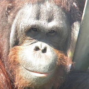 Ramon the male Bornean Orangutan at Blackpool Zoo 10th April 2011