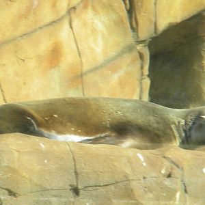 Californian Sea Lion at Blackpool Zoo 9th April 2011