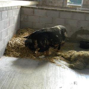 Rudolph the Kune Kune Pig at Blackpool Zoo 9th April 2011