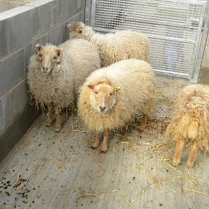 Ouessant Sheep at Blackpool Zoo 9th April 2011