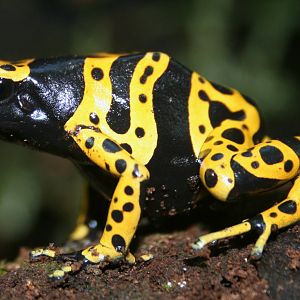 Yellow-banded poison arrow frog; London Zoo; 10th April 2011