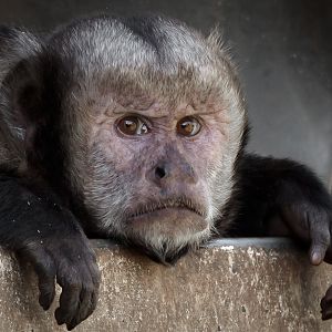 Grumpy Golden-bellied Capuchin - 08/04/2011