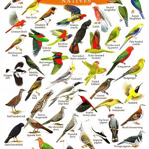 Illustrated Birdlist - Natives