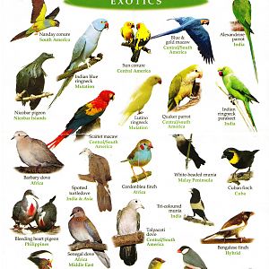 Illustrated Birdlist - Exotics
