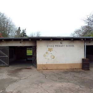 African Savanna - School