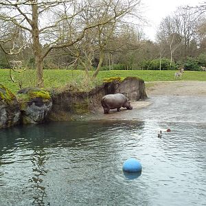 Hippo Exhibit + African Savanna