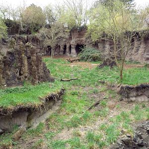 African Wild Dog Exhibit