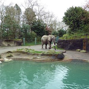 1.5 Acre Elephant Exhibit
