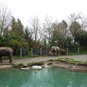 1.5 Acre Elephant Exhibit