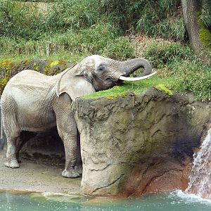 1.5 Acre Elephant Exhibit