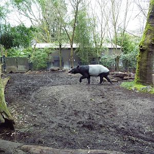 Malayan Tapir Exhibit