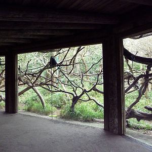 Lion-Tailed Macaque Exhibit