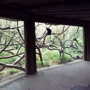 Lion-Tailed Macaque Exhibit