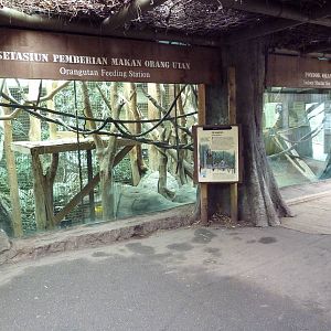 Orangutan Exhibit - Indoor Area Viewing Windows