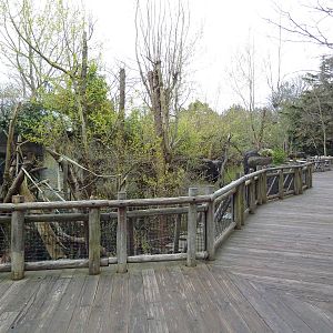 Orangutan Exhibit - Boardwalk Viewing Area