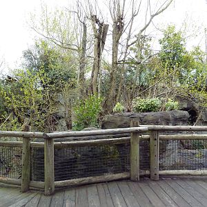 Orangutan Exhibit - Boardwalk Viewing Area