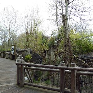 Orangutan Exhibit - Boardwalk Viewing Area