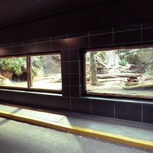 Komodo Dragon Exhibit