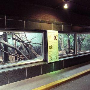 Mixed-Species Exhibits