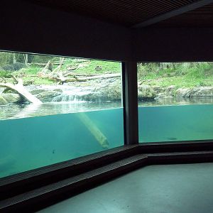 Grizzly Bear Exhibit - Underwater Viewing
