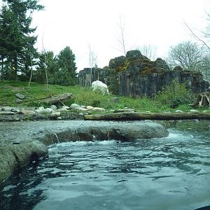 River Otter + Rocky Mountain Goat/Arctic Fox Exhibits