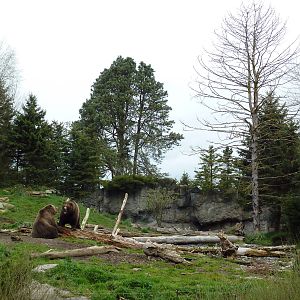 Grizzly Bear Exhibit
