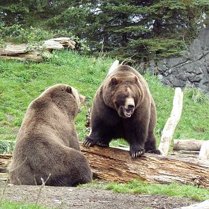 Grizzly Bears