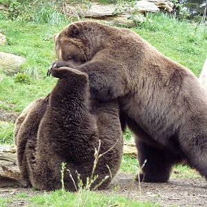 Grizzly Bears