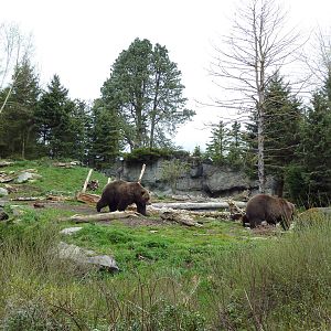 Grizzly Bear Exhibit