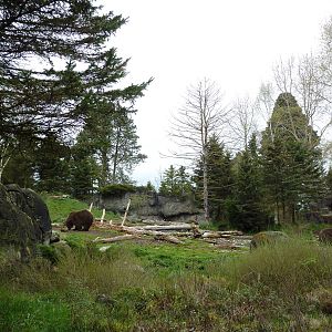 Grizzly Bear Exhibit