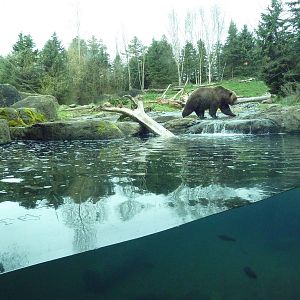 Grizzly Bear Exhibit